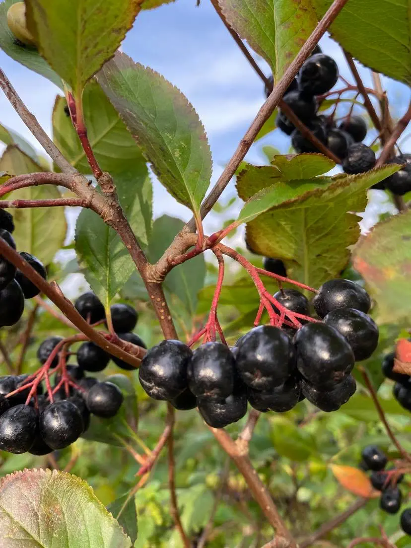 ARONIA